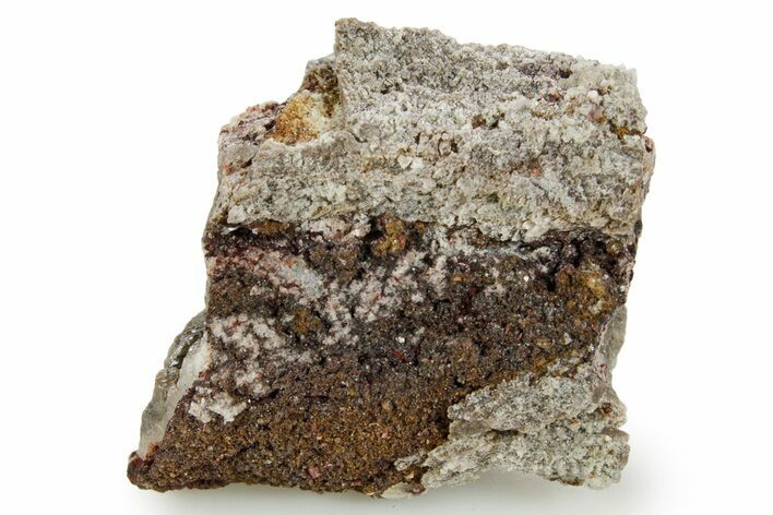 Devonian Petrified Wood (Callixylon) Section - Oldest True Wood #363333